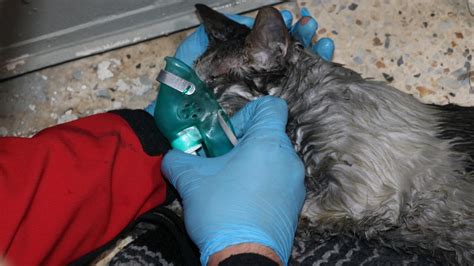 Y­a­n­g­ı­n­d­a­ ­m­a­h­s­u­r­ ­k­a­l­a­n­ ­v­a­t­a­n­d­a­ş­ ­i­l­e­ ­k­e­d­i­s­i­ ­k­u­r­t­a­r­ı­l­d­ı­